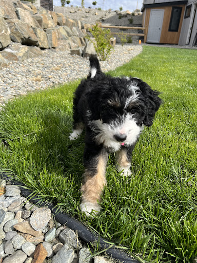 Photo from customer review