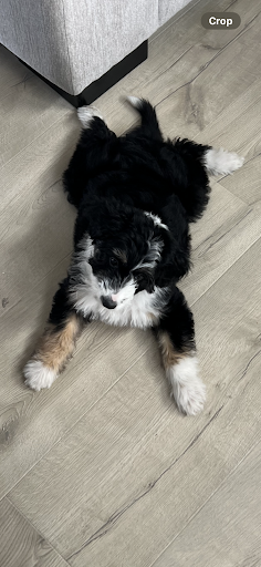 Photo from customer review